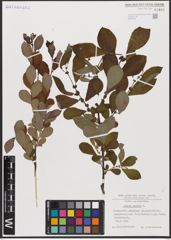 Foto von Salix aurita L.